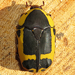 Pachnoda sinuata flaviventris